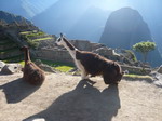 llamas at the machu picchu park